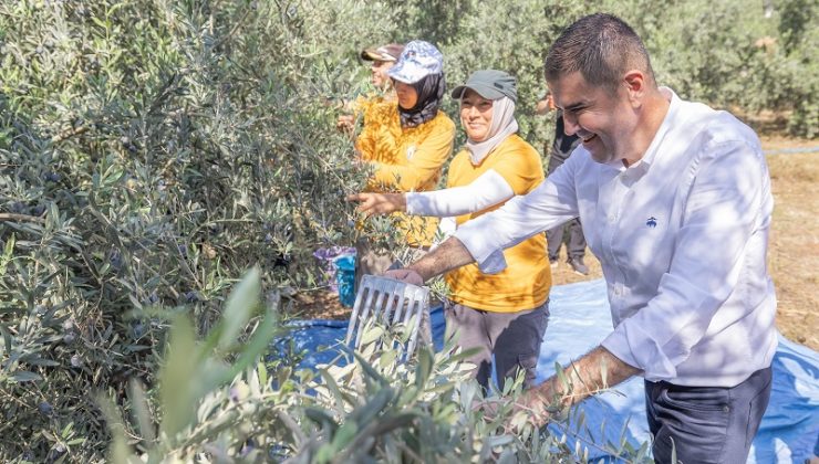 Mezitli’de Zeytin Hasadı, Kız Çocuklarına Eğitim Desteği Sağlayacak