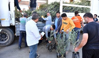 Mersin Büyükşehir’den Çiftçiye ve Hayvancıya Büyük Destek: Zeytin Fidanı ve Mısır Yem Dağıtımı