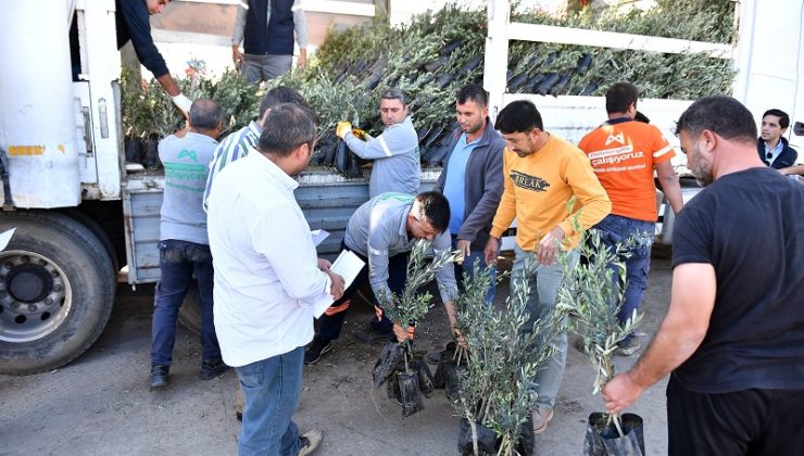 Mersin Büyükşehir’den Çiftçiye ve Hayvancıya Büyük Destek: Zeytin Fidanı ve Mısır Yem Dağıtımı